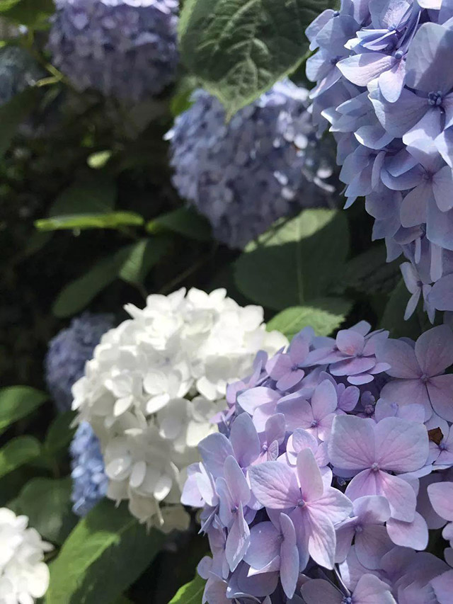 1543287836115295.jpg 26.jpg