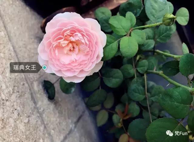 1543287841271401.jpg 27.jpg