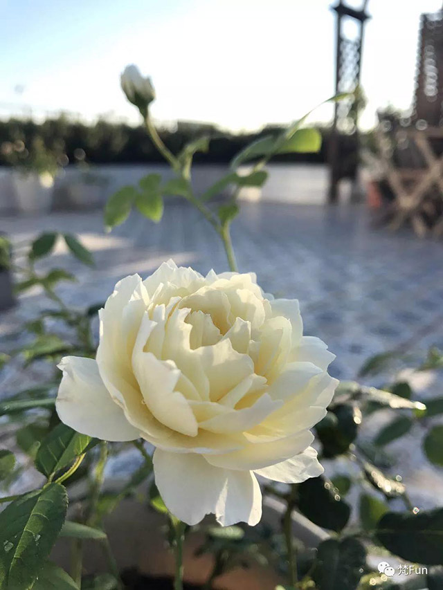 1543287854598787.jpg 29.jpg